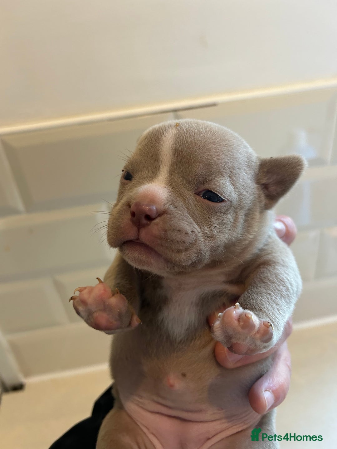 American Bully dogs for sale: Lilac’s Miniature microbully’ puppy’s - Advert 16