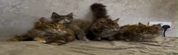 Maine Coon cats for sale: TICA Registered Maine Coon Kittens - Advert 14