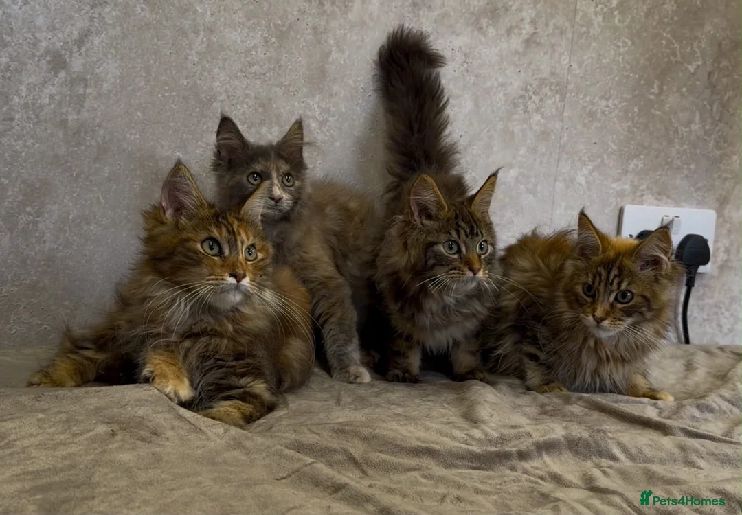 Maine Coon cats for sale: TICA Registered Maine Coon Kittens - Advert 14