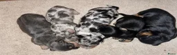 Miniature Dachshund dogs for sale: Wired dachund puppies  - Advert 12
