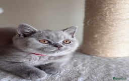 British Shorthair cats for sale: LILAC & BLUE MALE BRITISH SHORTHAIRS - Image 7