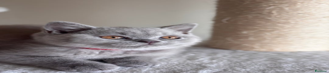 British Shorthair Kitten 2