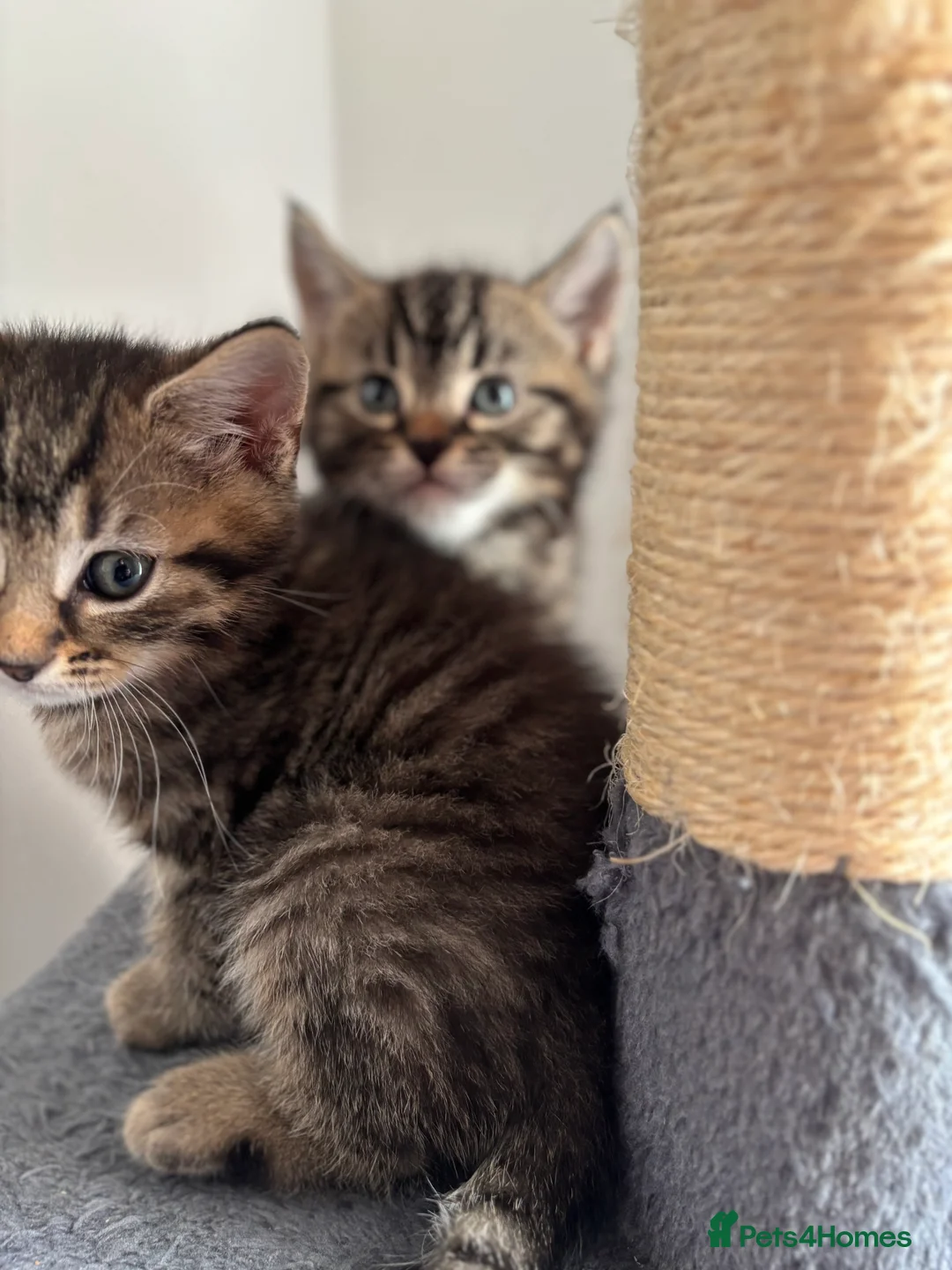 Maine Coon cats for sale: Adorable Mix Maine coon & American shorthair  - Advert 23