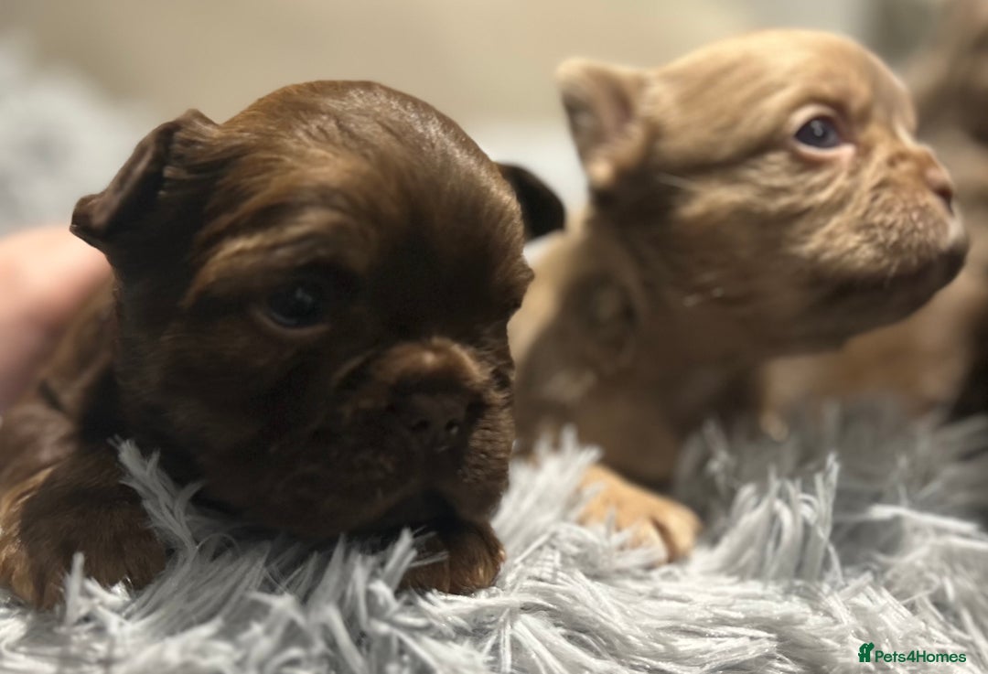 French Bulldog dogs for sale: Amazing Fluffy French bulldogs  - Advert 8