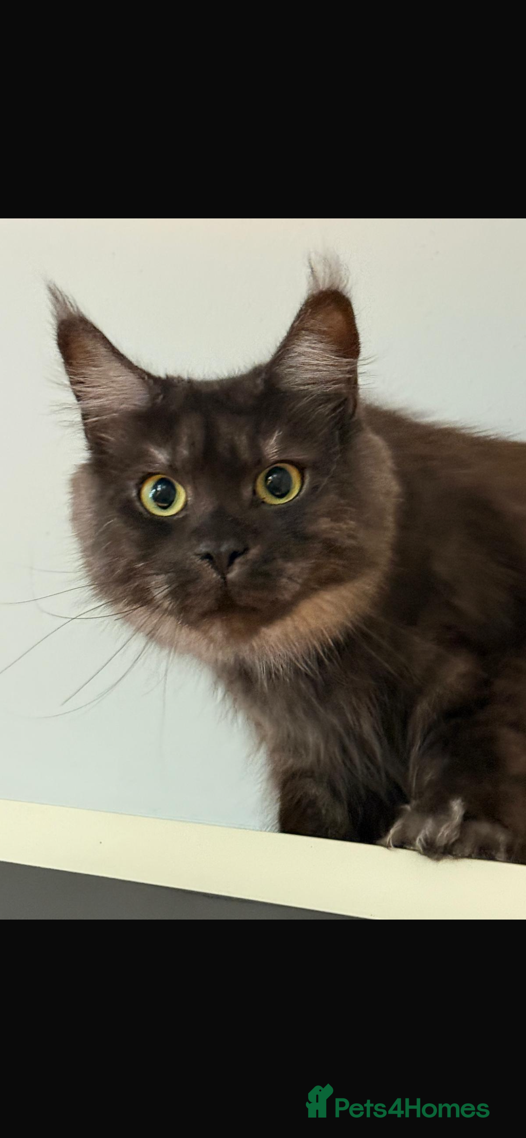 Maine Coon cats for sale: Maincoon queen  - Advert 2