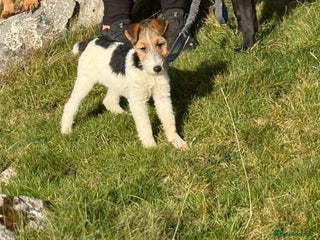 Fox Terrier dogs - Advert 1