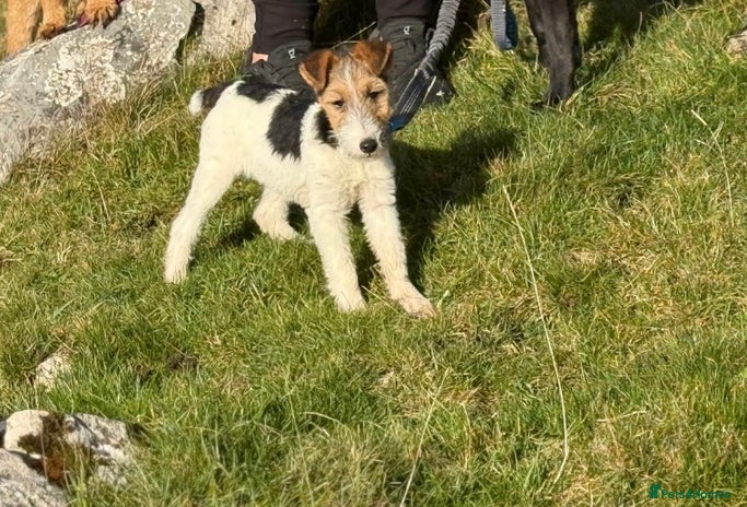 Fox Terrier dogs - Advert 1