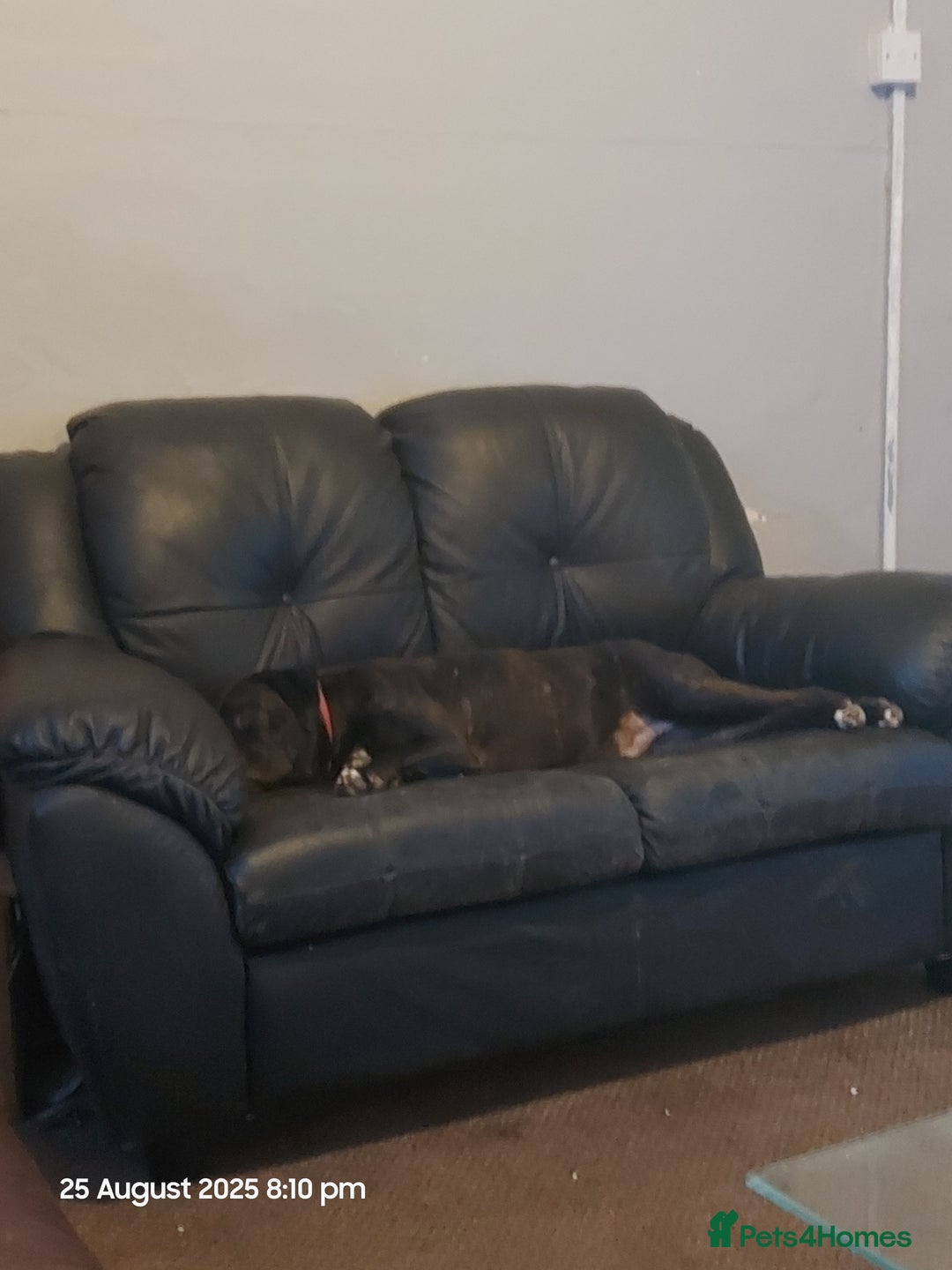 Mixed Breed dogs for sale: Staffy cross with labrador - Image 3