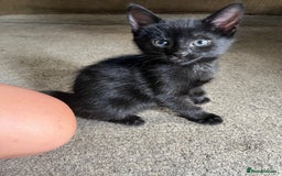 Russian Blue cats for sale: Mixed Russian blue  - Image 2