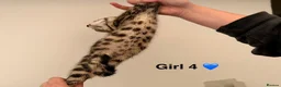 Bengal cats for sale: 🖤🧡🐆4 bengal girls 🐆🧡🖤 - Advert 19