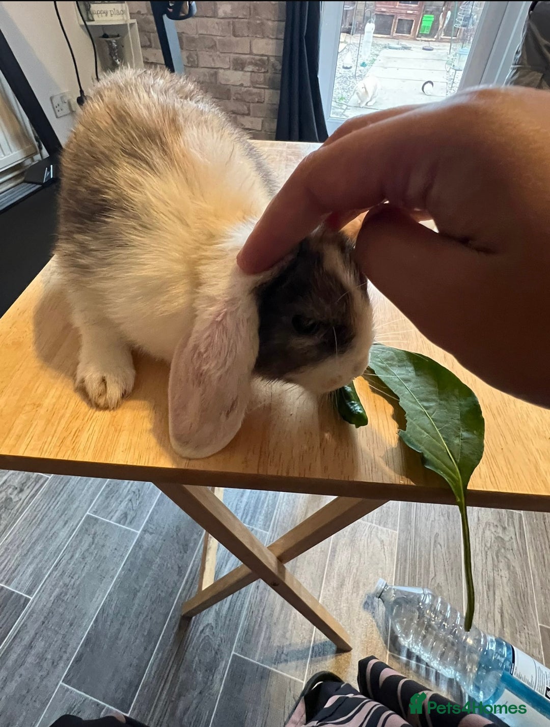 Mixed Breed rabbits for sale: Rabbit - Image 4