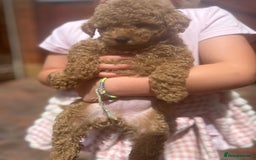 Maltipoo dogs for sale: Quality Maltipo’s wanting forever homes  - Image 2