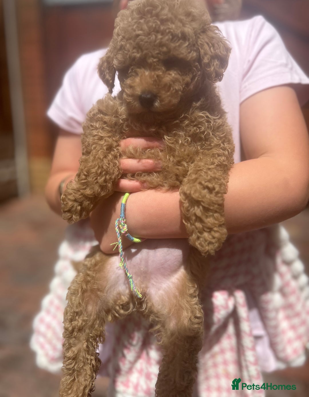 Maltipoo dogs for sale: Quality Maltipo’s wanting forever homes  - Image 2