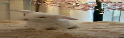 French Lop rabbits for sale: The happy hoppers French lop babies - Advert 16