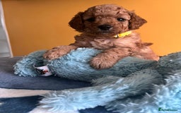 Cockapoo dogs for sale: F1b Cockapoo Puppies Ready Soon for Loving Homes - Image 13