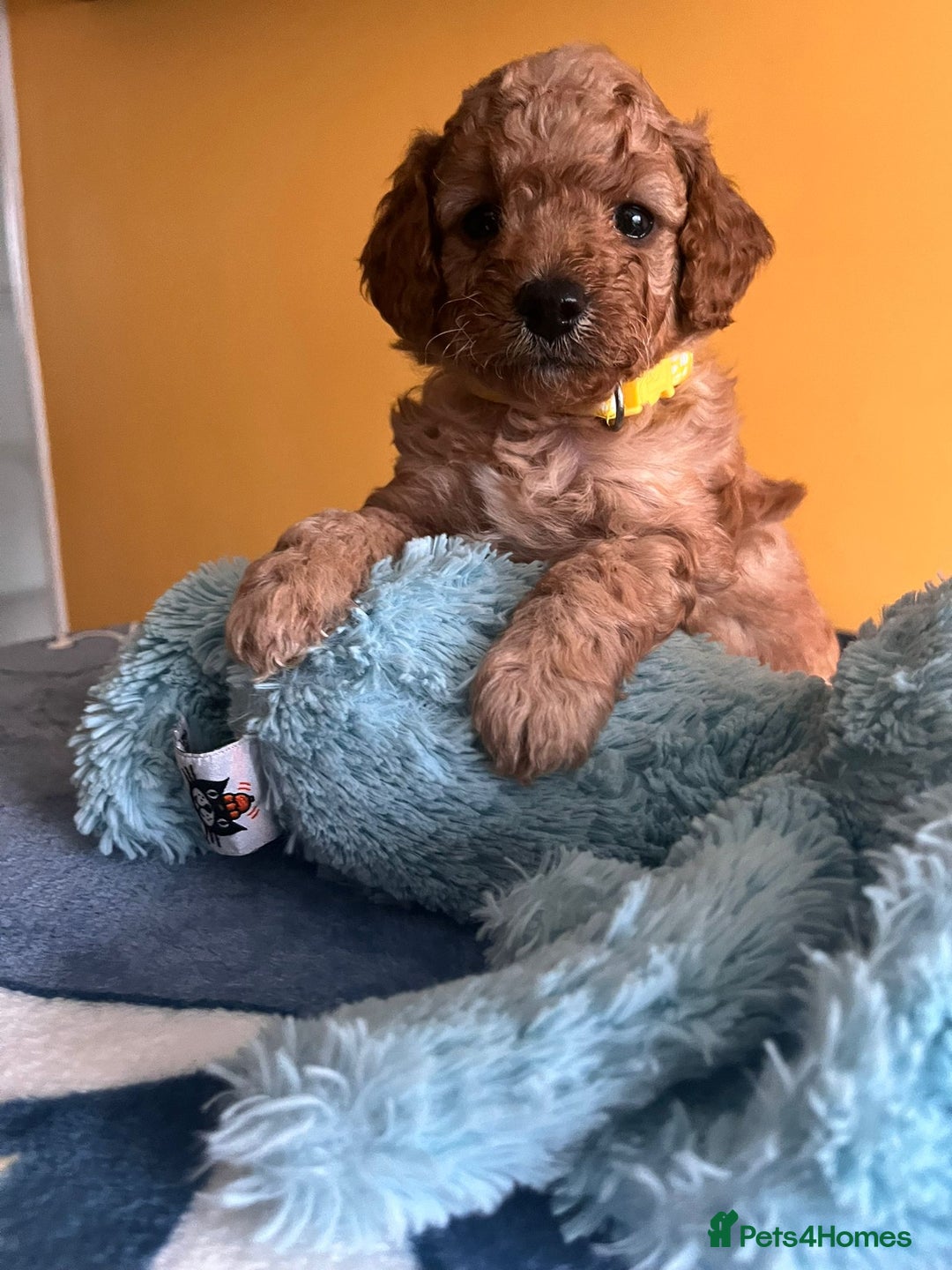 Cockapoo dogs for sale: F1b Cockapoo Puppies Ready Soon for Loving Homes - Image 13