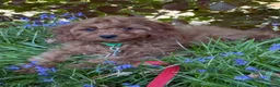 Cavapoo dogs for sale: Taz is looking for his new home - Advert 2