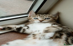 Mixed Breed cats for sale: Last Half Bengal Girl - Image 3