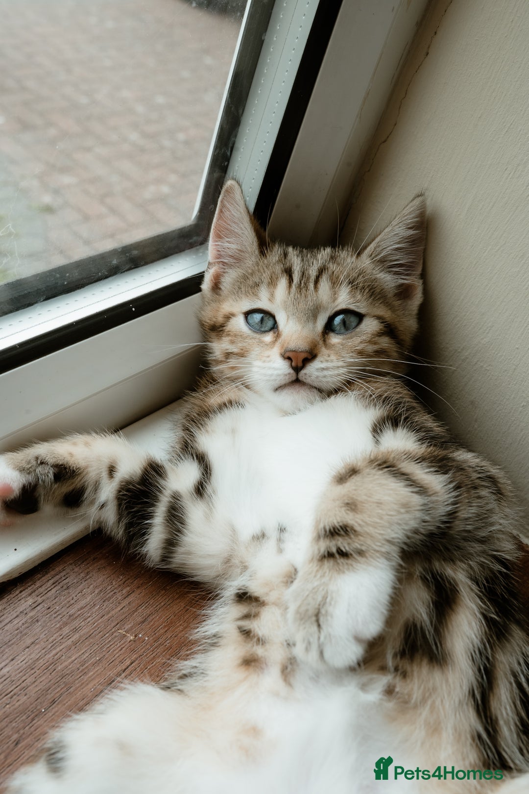 Mixed Breed cats for sale: Last Half Bengal Girl - Image 3