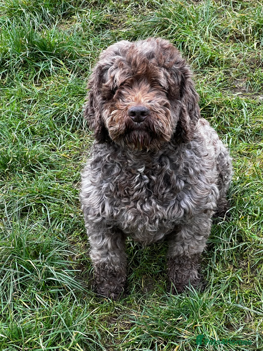 Miniature Poodle dogs for stud: OUTSTANDING CHOCOLATE F1 COCKAPOO FULLY DNA TESTED in Radstock - Advert 8
