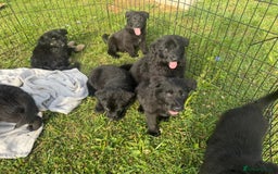 German Shepherd dogs for sale: German shepherd puppies  - Image 2