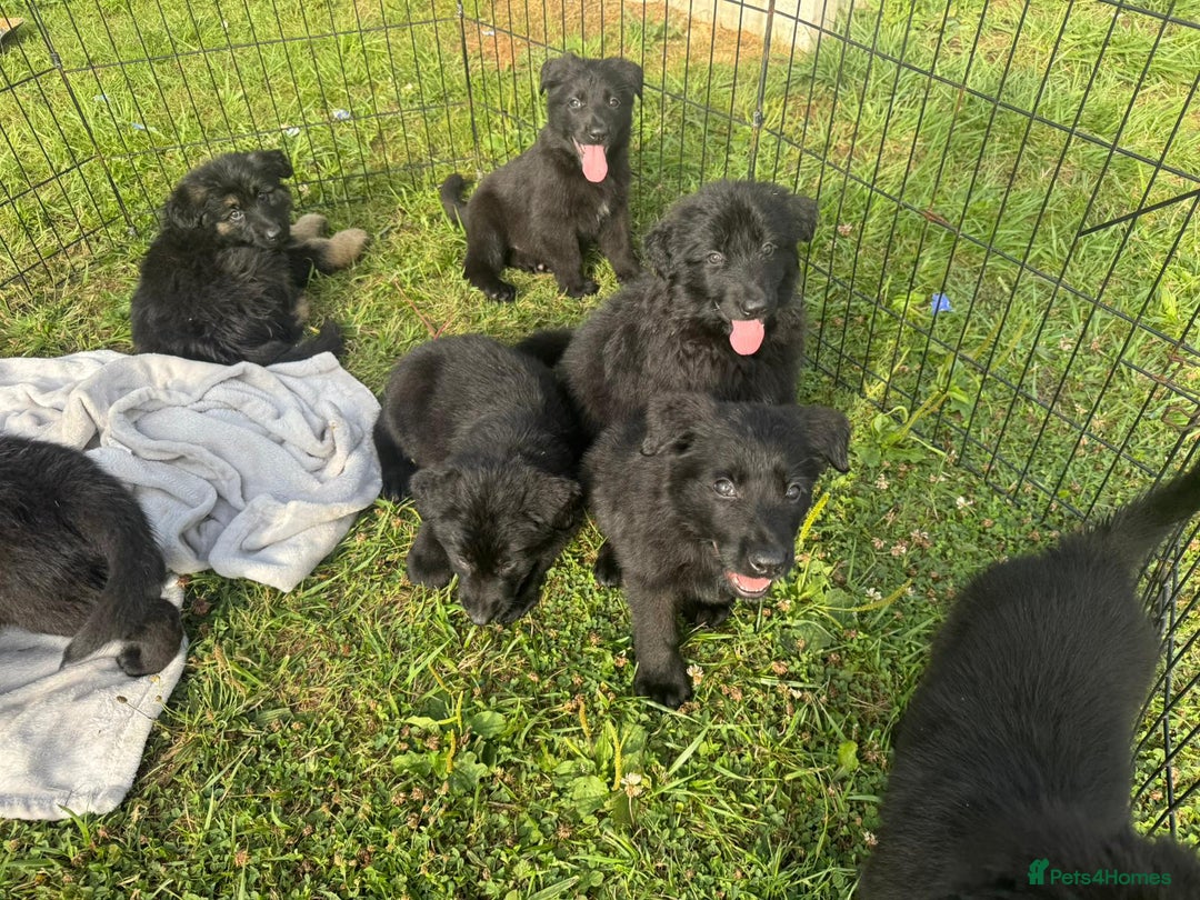 German Shepherd dogs for sale: German shepherd puppies  - Image 2