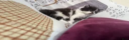 Mixed Breed cats for sale: 5 GORGEOUS KITTENS  - Advert 4
