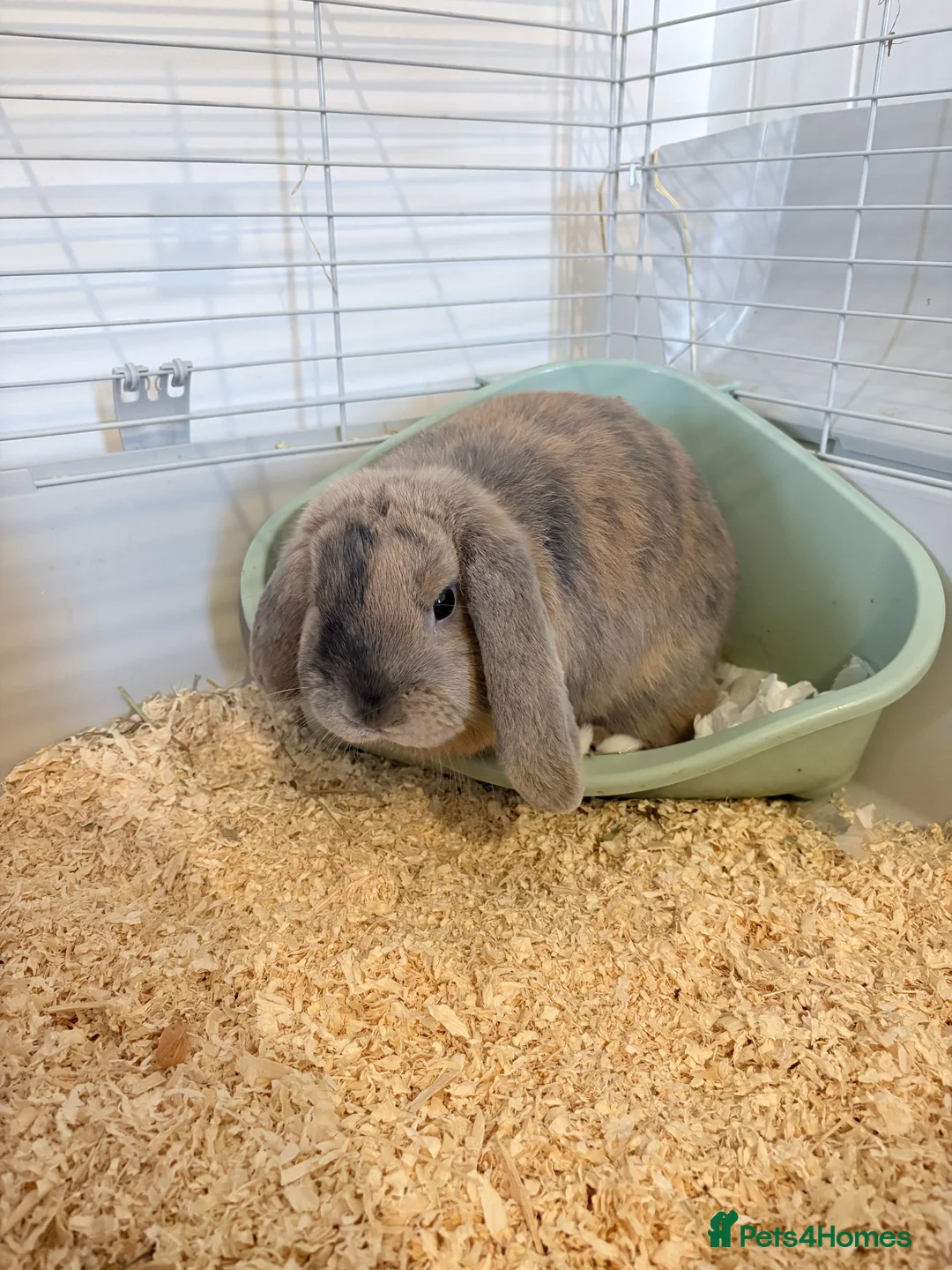 Mini Lop rabbits for sale: 8 month male mini lop - Advert 2