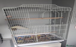 Cockatiels birds for sale: Yellow/white Cockatiel - Image 8