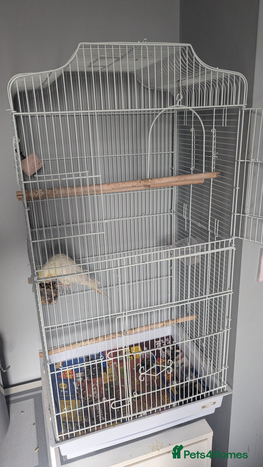 Cockatiels birds for sale: Yellow/white Cockatiel - Image 8