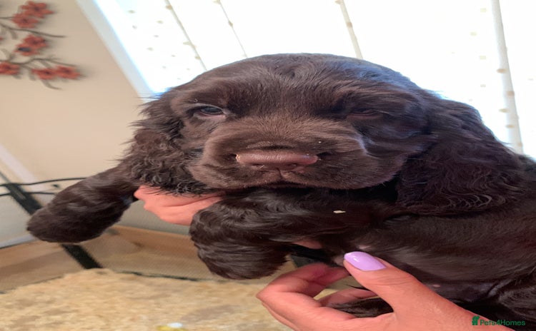 Cocker Spaniel dogs - Advert 6