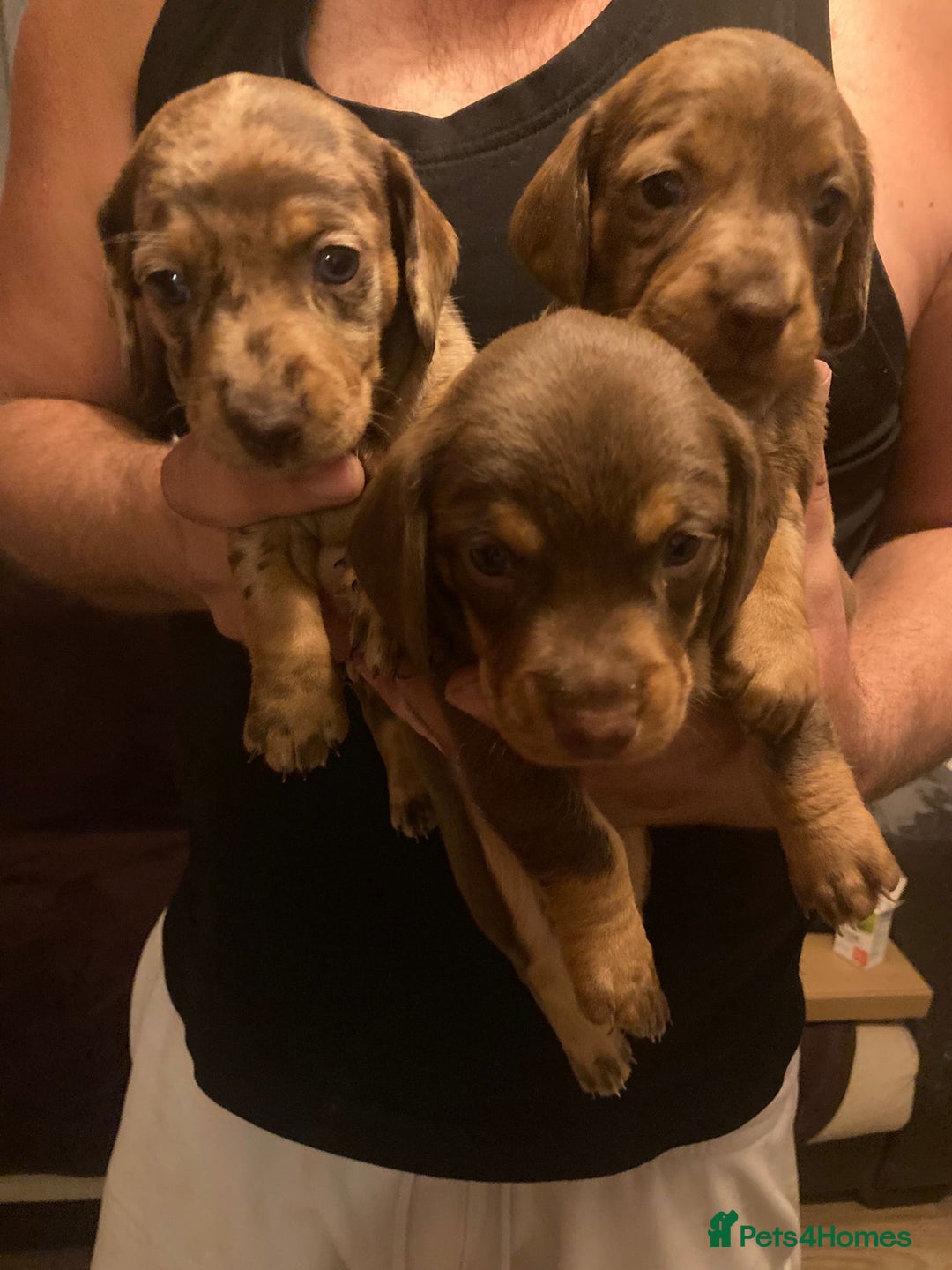 Dachshund dogs for sale: 3 male 2 female dashound puppies ready to go. - Image 5