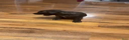 Staffordshire Bull Terrier dogs for sale: Stafford bull terrier puppies  - Advert 3
