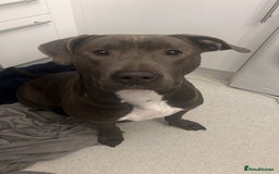 Mixed Breed dogs for sale: Luna  - Image 1