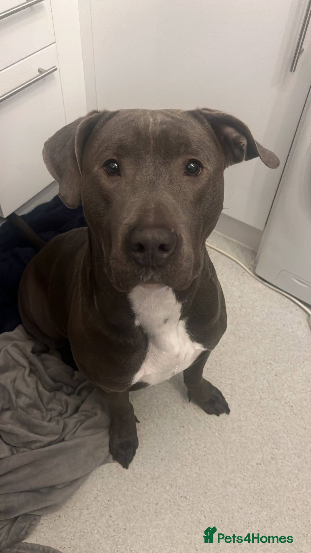Mixed Breed dogs for sale: Luna  - Image 1