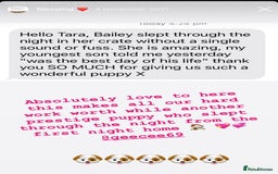 Cavapoo dogs for sale: Extensively Heslth Tested Cavapoo puppies  - Image 21