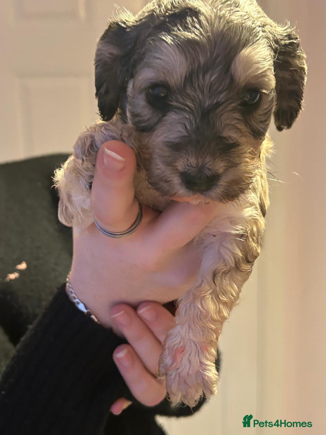 Cockapoo dogs for sale: 8 gorgeous F1 Cockapoos - Advert 28
