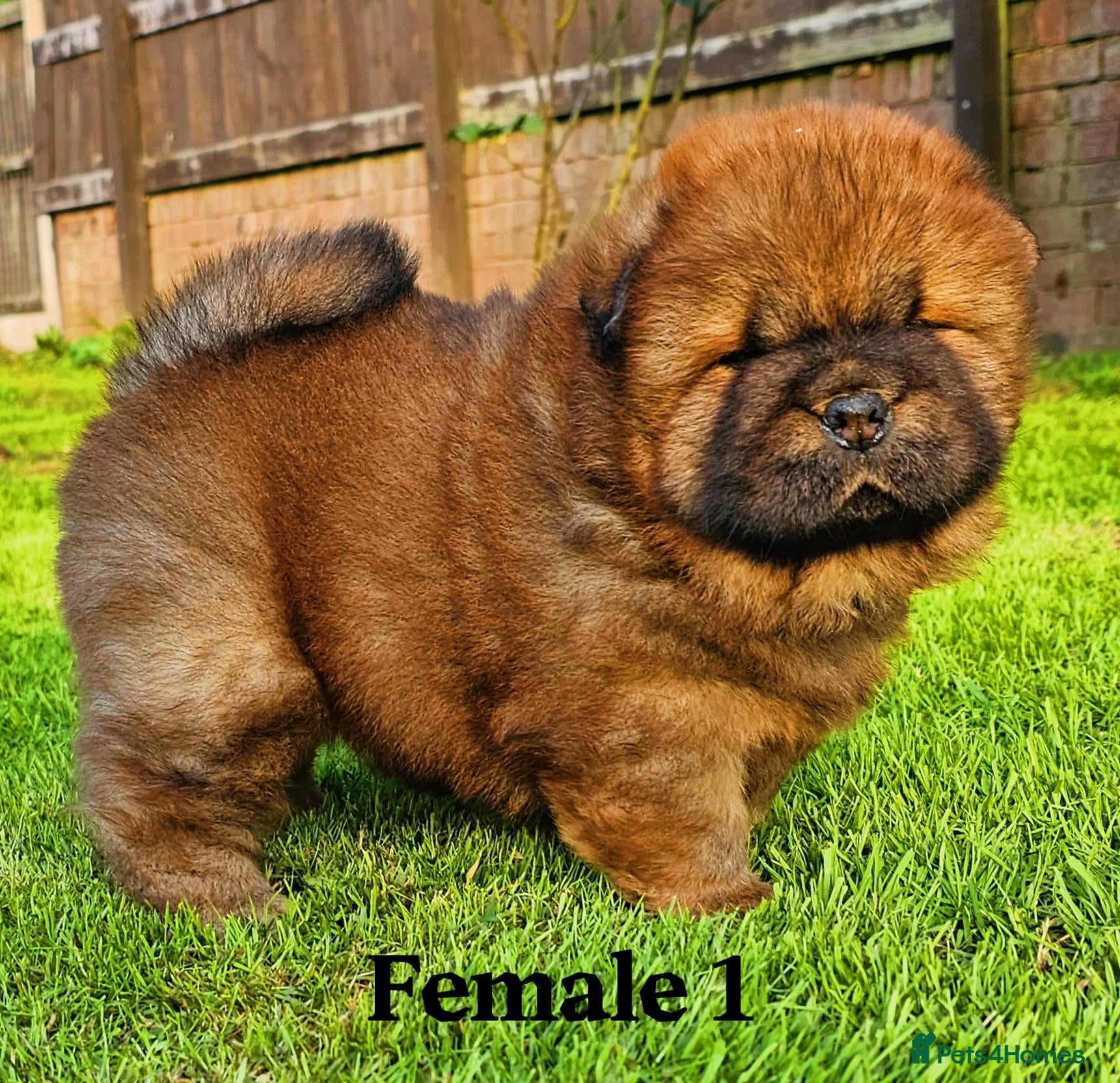 Chow Chow dogs Crufts and European champions litter  - Advert 1