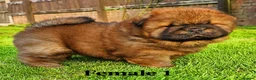 Chow Chow dogs for sale: Crufts and European champions litter  - Advert 1