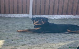 Rottweiler dogs for sale: Big Chunky puppies ready for homes - Image 1