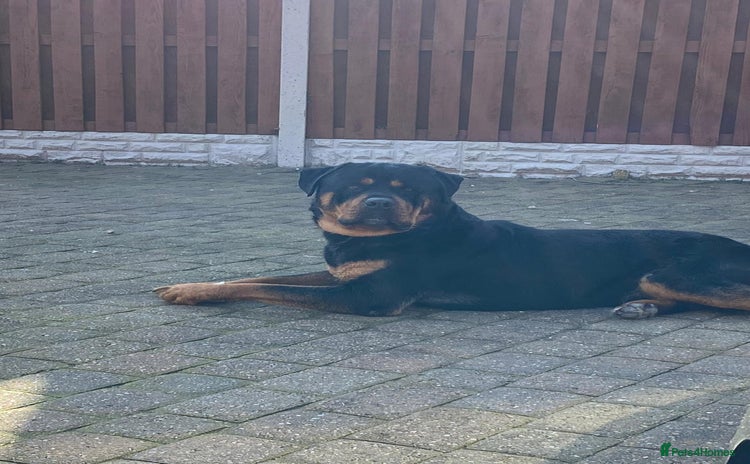 Rottweiler dogs - Advert 1