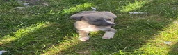 Mixed Breed dogs for sale: Bedlington whippets - Advert 5