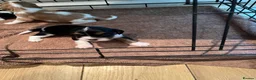 Cavalier King Charles Spaniel dogs for sale: Cavalier kings Charles puppies needing new homes  - Advert 4