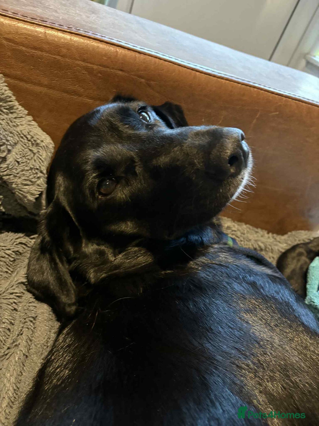 Labrador Retriever dogs for adoption: Pixie - Badersfield Norfolk  - Image 8