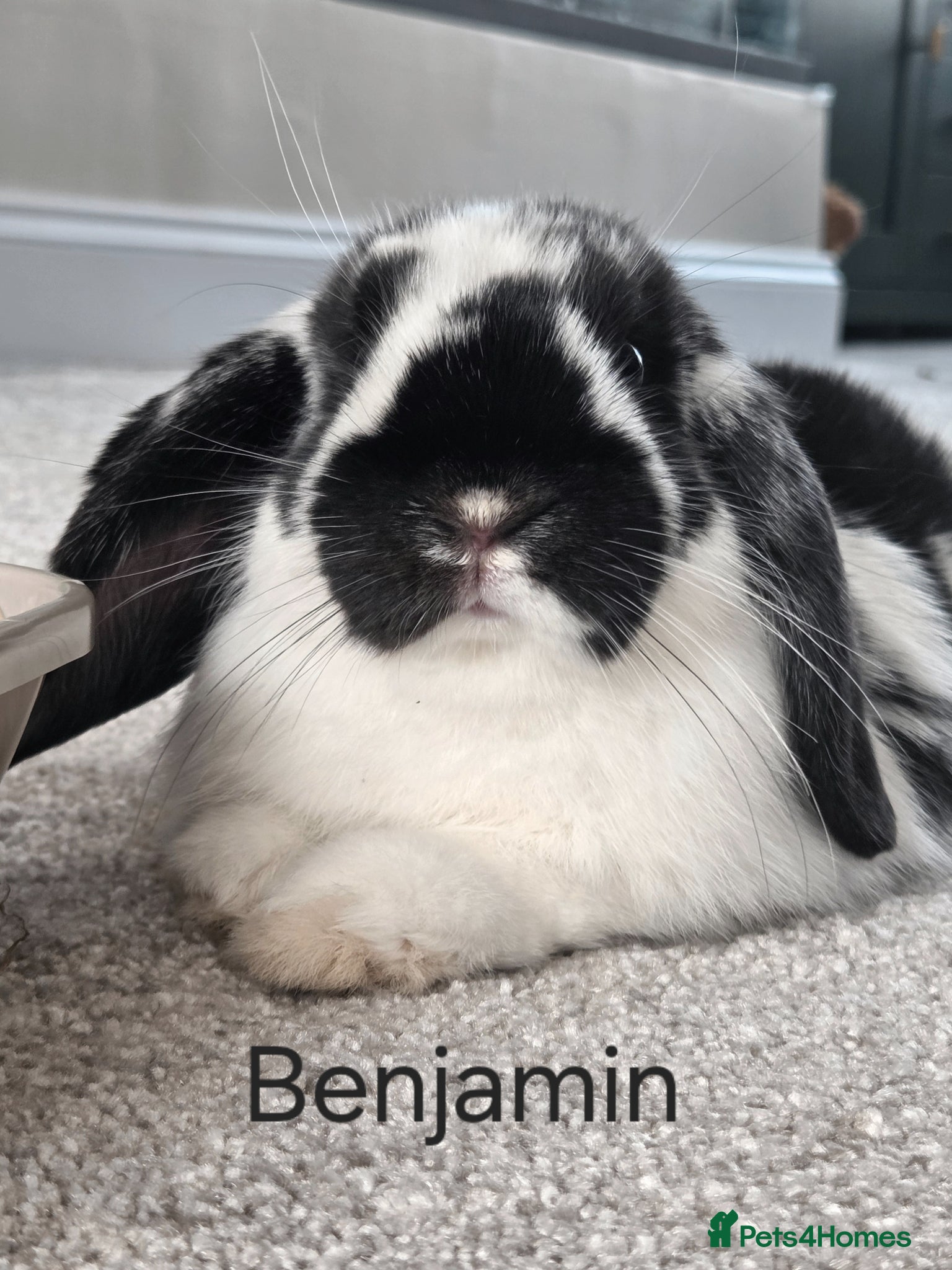 Mini Lop rabbits Benji mini Lop to rehome  - Advert 1