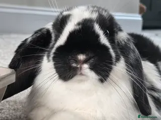 Mini Lop rabbits Benji mini Lop to rehome - Advert 1