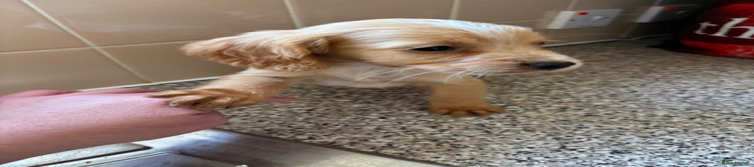 Cockapoo Puppy 3