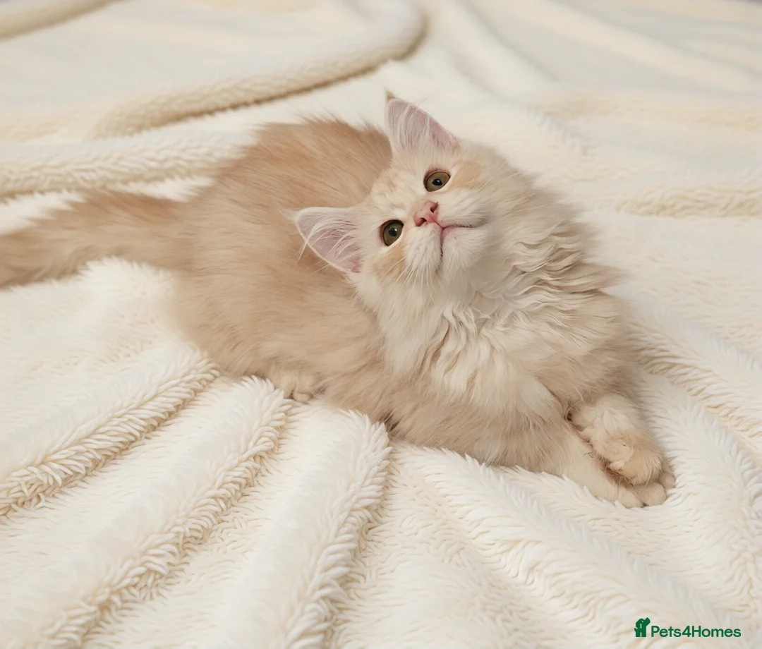 Maine Coon cats for sale: Maine Coon Shaded, Champion lines - Advert 2