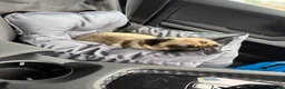 Pug dogs for sale: Pearl - Advert 6