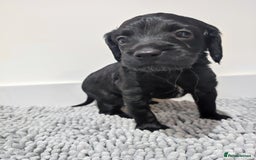 Cockapoo dogs for sale: Gorgeous F2 Cockapoo Puppies Available  - Image 4